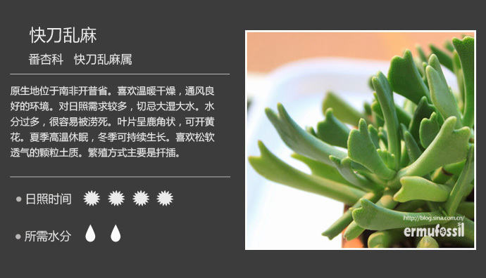 多肉植物 快刀乱麻