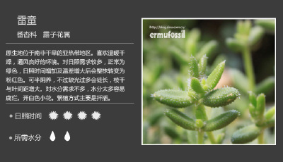多肉植物 雷童