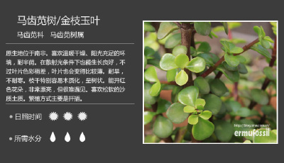 多肉植物 马齿苋树/金枝玉叶