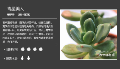 多肉植物 青星美人