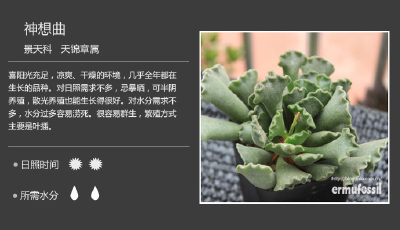 多肉植物 神想曲