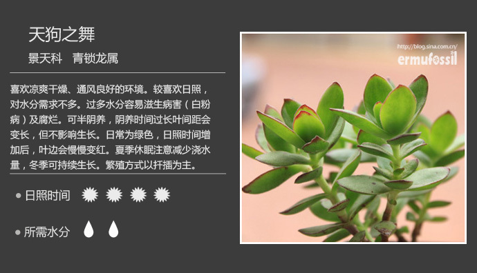 多肉植物 天狗之舞