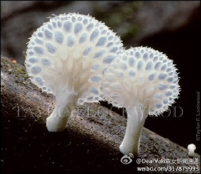 owl【植物神经】晶莹剔透的野生蘑菇，太美了~~！Photo by Taylor F. Lockwood