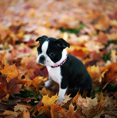 happy birthday, halo! by manyfires on Flickr.