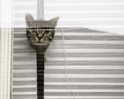 百叶窗猫咪