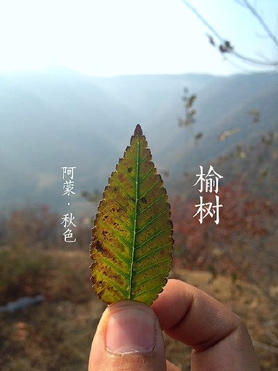 落叶乔木，高达25米。树干直立，枝多开展，树冠近球形或卵圆形。树皮深灰色，粗糙，不规则纵裂。单叶互生，卵状椭圆形至椭圆状披针形，缘多重锯齿。