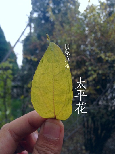 太平花是虎耳草科、山梅花属中的一种北方山林常见多年生落叶灌木植物，枝叶茂密，花乳黄而清香，花多朵聚集，颇为美丽。叶对生，长卵形，缘疏生锯齿。