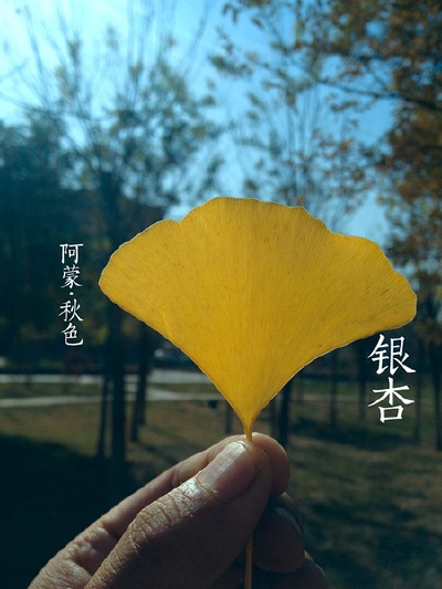 落叶大乔木，叶互生，在长枝上辐射状散生，在短枝上3～5枚成簇生状，有细长的叶柄，扇形，两面淡绿色，在宽阔的顶缘多少具缺刻或2裂，宽5～8（～15）厘米，具多数叉状并歹帕细脉。