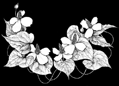 CafeMeow 【插画】 山田 緑 (Midori Yamada)