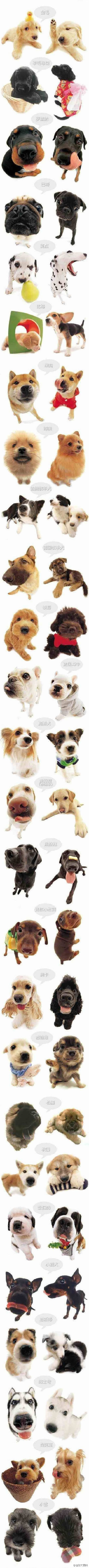 喜欢法国斗牛犬！