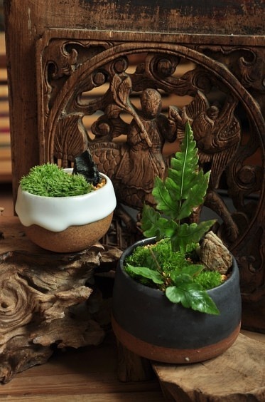 蕨类 苔藓