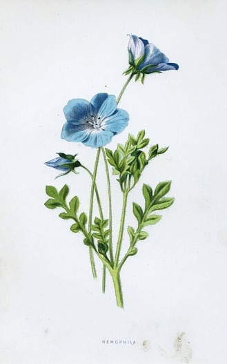 花果插画by David Wooster