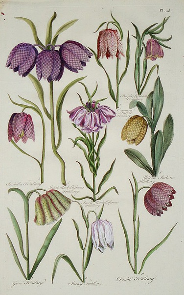 Isabella Fritillary, Purple Pyrenaean F., Common Purple F., Great Umbrelliferous F., Small Umbrelliferous F., Yellow Italian F., Green F. Snowy F., Double F.