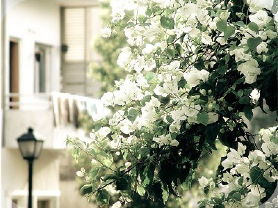 安逸式的、爱丽丝式的、宫殿式的、我全部都要
