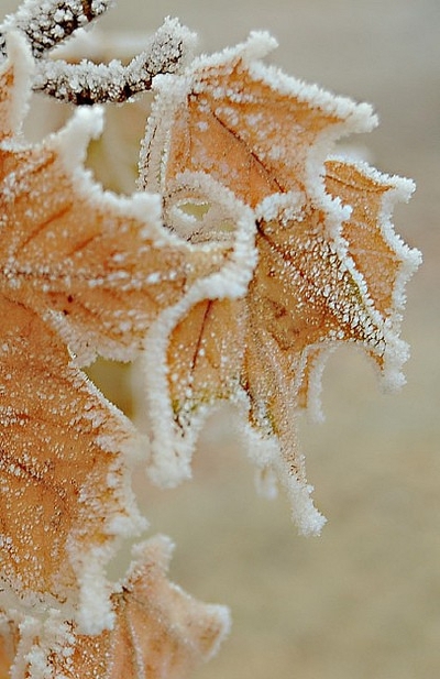 戴雪的树叶