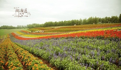 西瓜超人、北海道、日本、风景