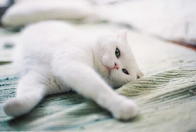 mi。猫咪。
