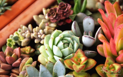 #多肉主题高清壁纸系列#——静夜(Echeveria derenbergii)