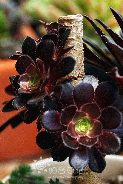 #多肉主题高清壁纸系列#——黑法师(Aeonium arboreum cv.Atropurpure)
