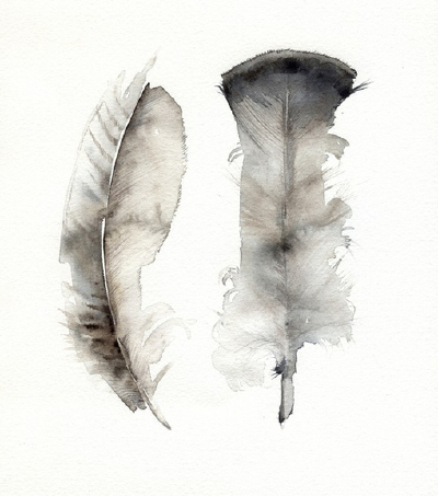 画：羽毛
