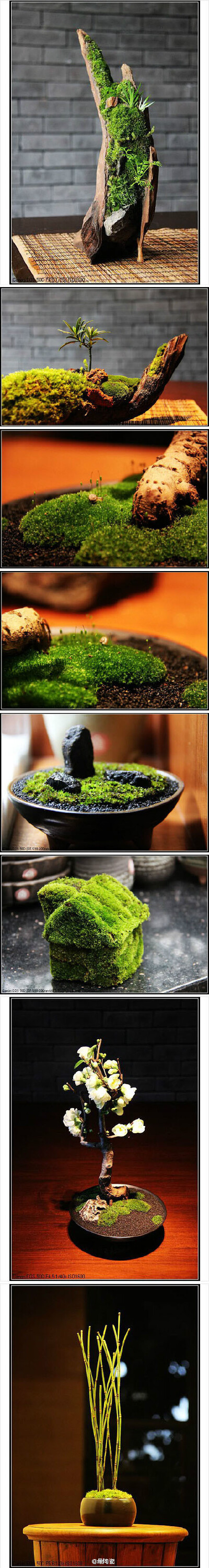 纯手工制作的苔藓盆景