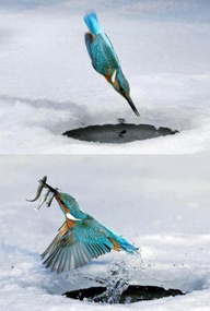 Ice fishing kingfisher