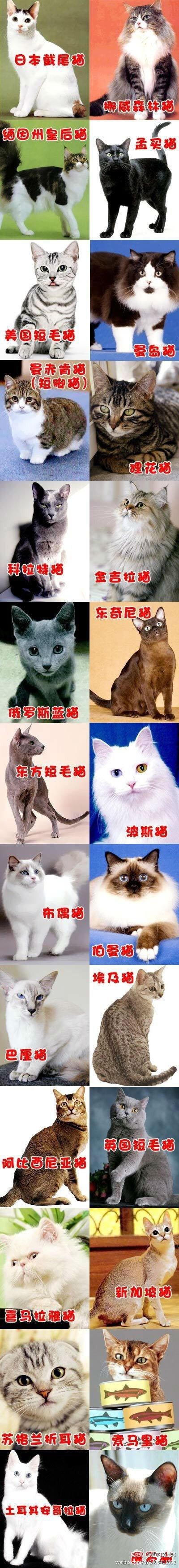 科普了～ 各种品种的喵星人！