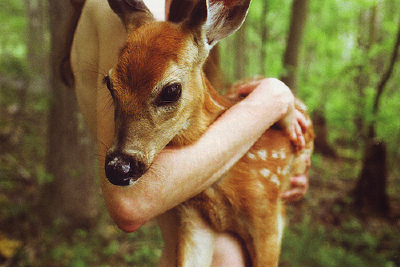 deer