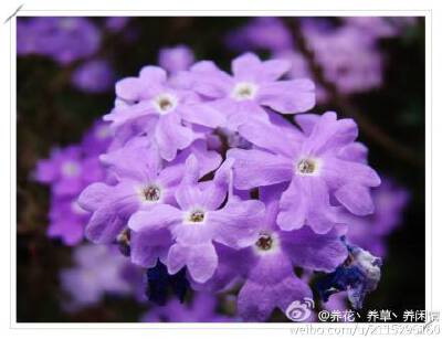 huaer