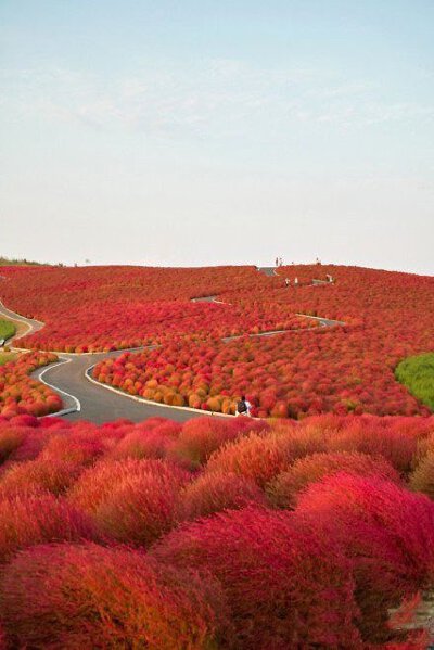日本关东，茨城县，常陆那珂市，地肤山（Kochia Hill）。所有的一切都被过滤，原来，在路上只是为了在路上。