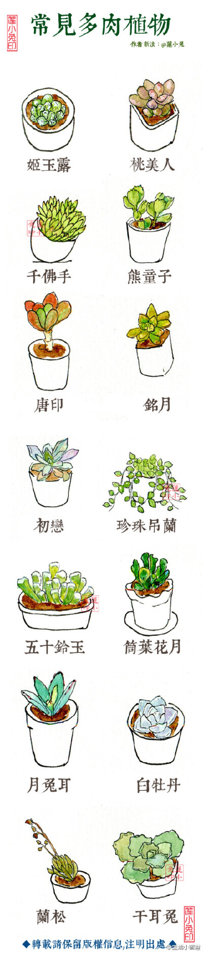 【可爱的多肉植物手绘】