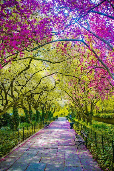 春天，纽约市中央公园。春暖花开的季节就快在眼前。