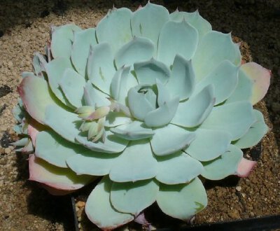 Echeveria elegans.El Chico