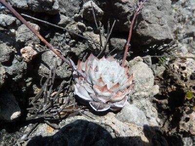 Echeveria peacockii.Sant Ana Teloxtoc
