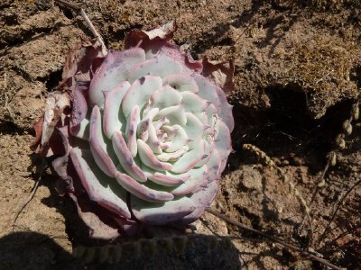 Echeveria secunda.Puebla