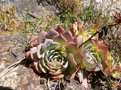 Echeveria secunda.-.Michoacan