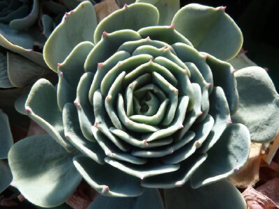 Echeveria secunda.Tenango de Dolor.