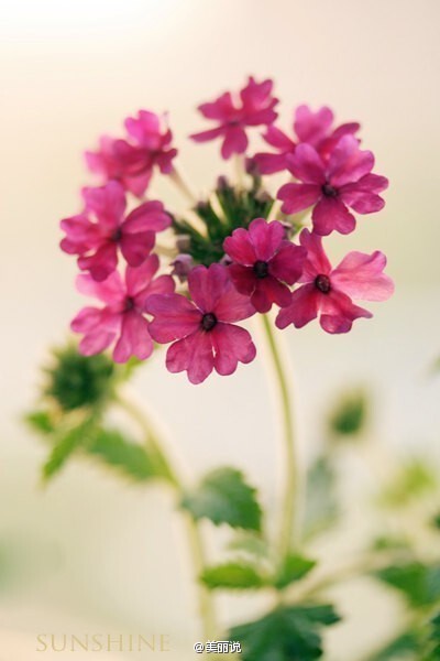 【我是{彩}花大盜】