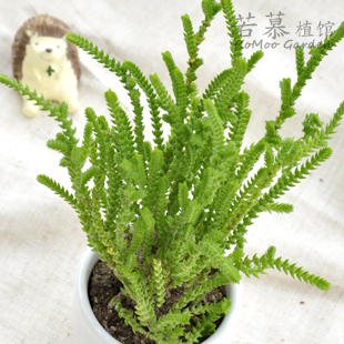 |▍若慕|▍若绿青锁龙多肉植物迷你盆栽一小丛满