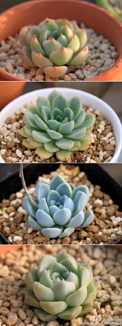 从上到下【魅惑之月】【月影之宵】【厚叶月影（阿尔卑斯）】【阿尔巴】容易搞混的几种月影。