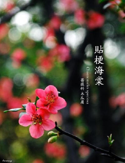 春赞。