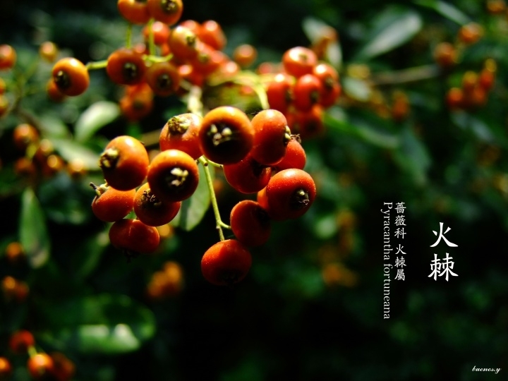 春赞