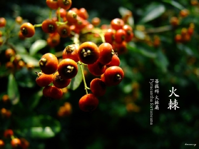 春赞