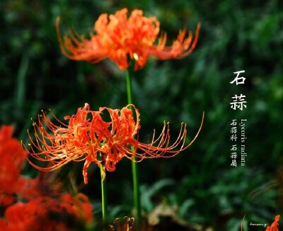春赞