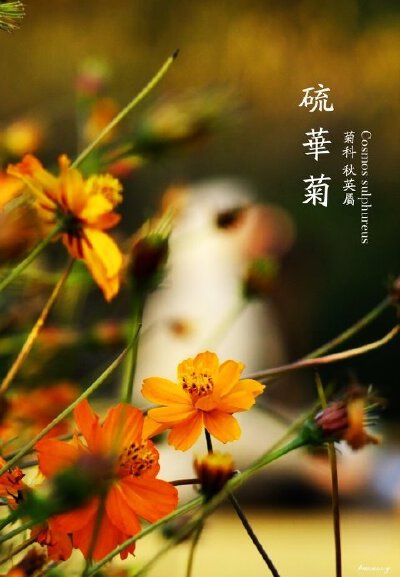 春赞