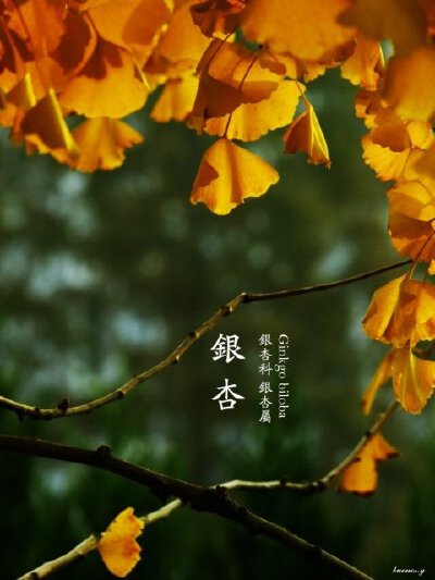春赞
