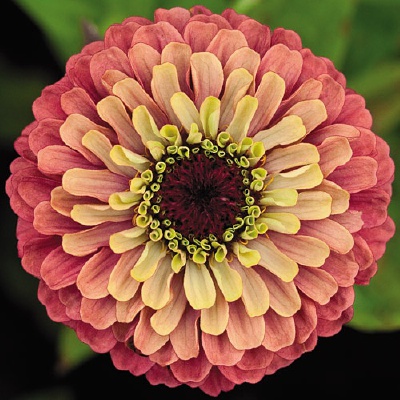 百日菊（Zinnia）是菊科下的一个属，为一年生或多年生草本或为亚灌木植物。该属共有约20种，分布于美洲