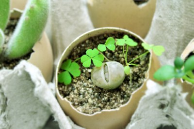 石生花属~