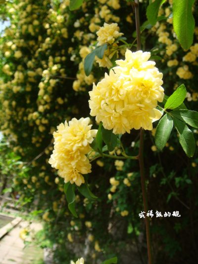 木香，花色有黄和白，花瓣有单瓣和重瓣，还有很好闻的花香。小时候奶奶家有一棵白花木香，爬满墙头，花开的时候稍一走近就闻到淡淡清香。花落一地雪。高中同桌跟我说过，她亲戚家有棵大木香，盛花时节，小孩子们拿着…