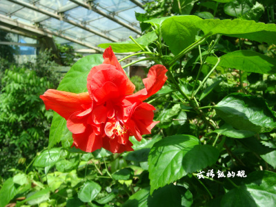 扶桑，锦葵科木槿属。扶桑在中国栽培的历史很悠久，早在先秦的《山海经》中就有记载“汤谷上有扶桑”，晋朝嵇含的《南方草木》中则记载“其花如木槿而颜色深红，称之为朱槿”、“深红色，花五出”等。扶桑的品种较多…